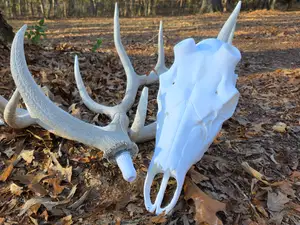 Elk Antler Mount - Whole Skull with Bullet Anchors
