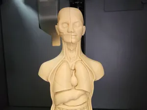 Human Torso Anatomy
