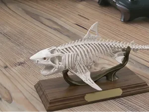 great white shark