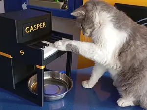 piano interactive cat treat dispenser feeder