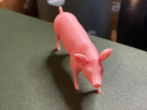 Pig