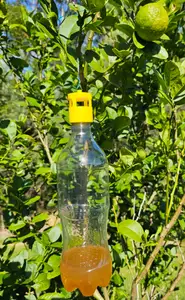 Fly Trap Cap for PET Bottle