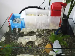 Fish Tank Aquarium