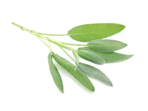 Sage