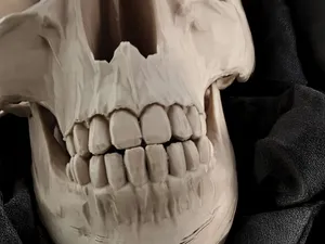 Realistic 1:1 Human Skull