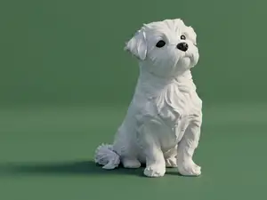 Maltese Malshi dog