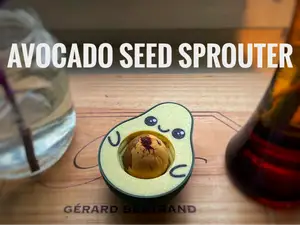 Cute Avocado Seed Sprouter