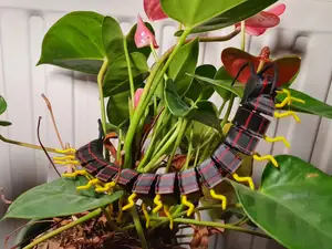 Giant Centipede articulated