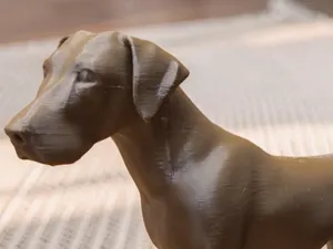 Short Haired German Pointer