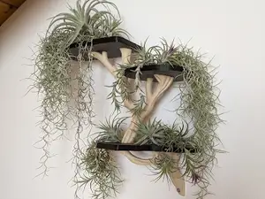 Mensola albero