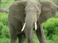 elefant