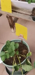 插牌-可用于植物标记,放置驱虫贴
