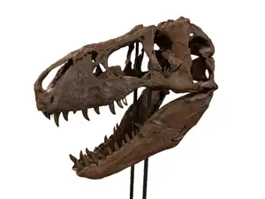 XXXL Trex Skull Replica - 2/3 Scale - Fossil Scan