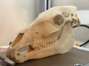 Horse Skull – Year of the Horse & Folk Rituals
