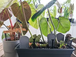 Planter graveyard