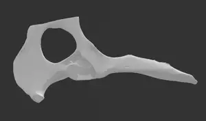 Dog Hip Bone 3D Scan