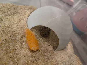 寄居蟹躲避屋