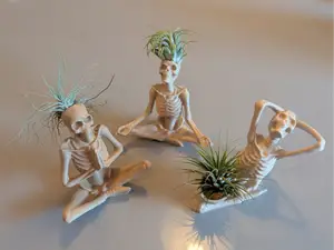 Air Plant Yoga Skeletons
