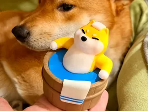 泡温泉的柴犬