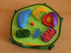 Interactive plant cell with magnets and NFC tags