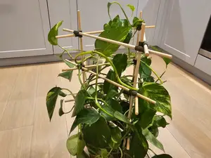 Modular Plant Support for Bamboo or Wooden Sticks