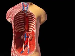 Anatomy Stady Model