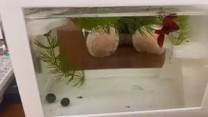 自制斗鱼缸