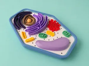 Plant Cell (Educational Model)