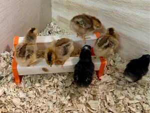 Chick Roost