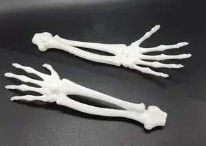 Skeletal Forearm & Hand