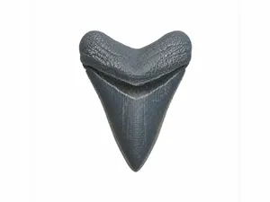 Megalodon Thooth | Fossil Replica