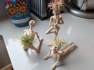 Air Plant Yoga Skeletons Part 2