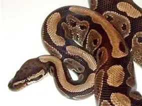 Snek