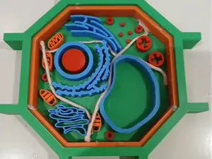 Plant Cell Model
