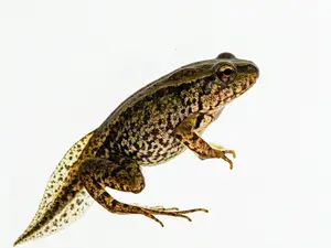 prototipo
