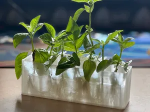Root propagation holder