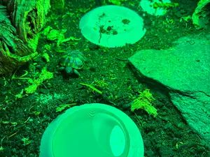 Schildkröten/Reptilien Futter und Trink Schale