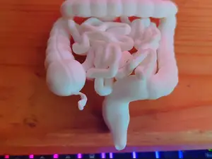 Anatomical model of the small and large intestine