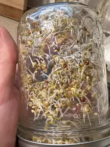 Mason jar sprouting lids