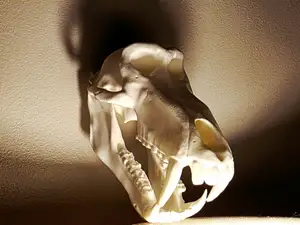 Baboon Skull