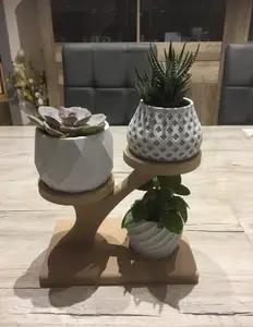 présentoir à pots plantes suculentes