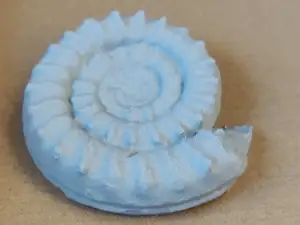 Coroniceras hyatti Donovan Ammonite