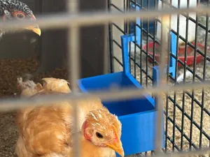 Hanging Animal Feeder and Waterer