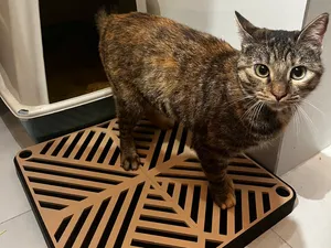Cat litter tray - Multiple Sizes