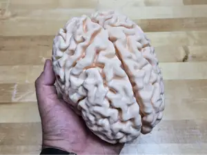 Full Scale Human Brain from MRI (My own brain)