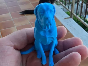 Riproduzione cane Corso