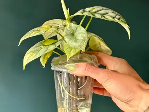 Hydro Net Insert Pot (250ml Cup Compatible)
