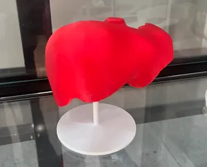 肝脏医学模型