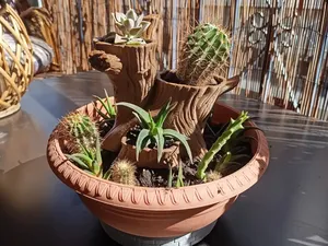 tree Succulent & Cactus planter pot