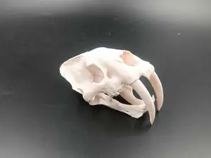 Saber Tooth Tiger Skull - fossil